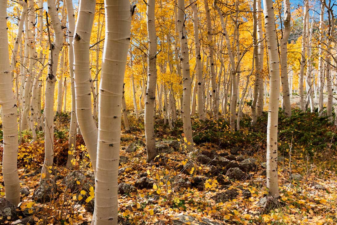 Bioregional Pando Funding Ecosystem