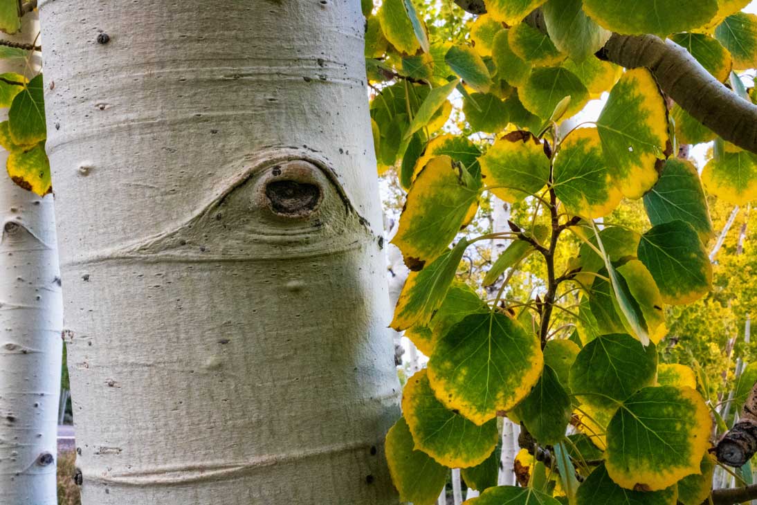 Pando Looks at Us, photo by Lance Oditt, Friends of Pando
